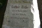 Luthereiche in Luga