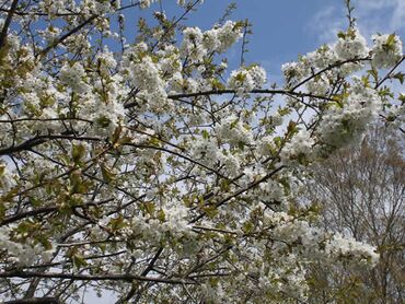 Kirschblüte Dresden-Lockwitz::Foto Herr und Frau Schreiber