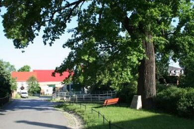 Luthereiche in Dresden Luga