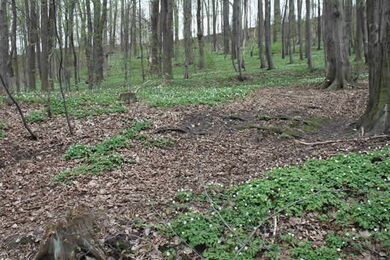 Buschwindröschen im Wald in Lockwitzgrund::Foto Herr und Frau Schreiber
