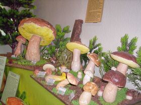 Pilzmuseum - DGfM- Pilzsachverständiger f. Allg. Mykologie (ehrenamtl.)  Reiner Helwig