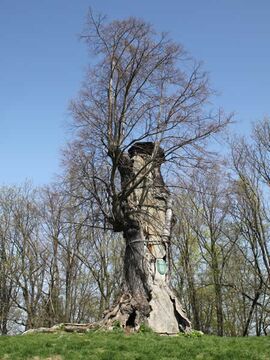Frühling: Burgstädteler Linde vor dem Ausschlagen::Foto Herr und Frau Schreiber
