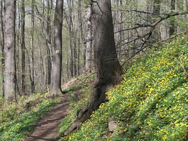 Wanderweg in Lockwitz: Auf dem Höhenweg::Foto Herr und Frau Schreiber
