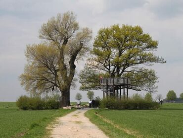 Babisnauer Pappel mit Aussichtsturm - Rundwanderung::Foto Herr und Frau Schreiber